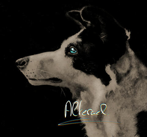 A more moody and dark tone for this one. A digital charcoal study of a stunning Shepherd dog. I kept a unique blue eye for contrast.